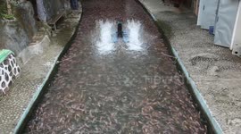 CLEAN RIVERS AND THOUSANDS OF FISH MAINTAINED