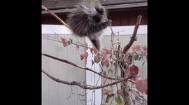 Porcupine almost falls
