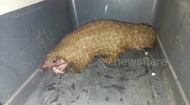 Endangered pangolin rescued from illegal traffickers in eastern India