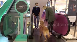 Escalator fails - dog refuses to go down an escalator at Peter Jones & Partners in London