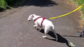 UK woman documents her dog's journey from paralysis to walking freely again