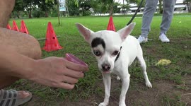 Pet Chihuahua with 'evil eyebrow' looks like movie villain