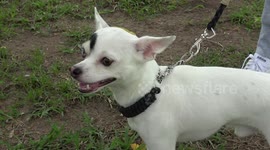 Pet Chihuahua with 'evil eyebrow' looks like movie villain (with royalty free music)