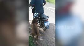 Pet dog wears sunglasses and helmet while riding motorcycle