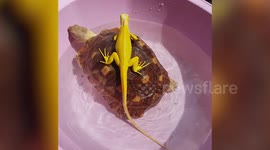 Yellow iguana lizard rides a turtle in Thailand