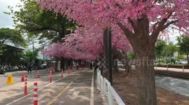Synthetic sakura blossom trees installed in park in Thailand