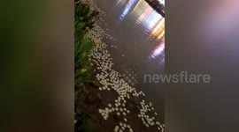 Hundreds of steamed buns float on river as local residents throw them in to feed fish in southern China