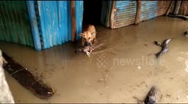 Mother dog moves puppy from flood-stricken home in India's Karnataka