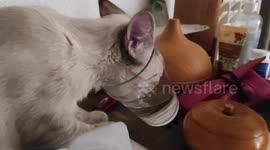Cat fails drinking water from a pint glass