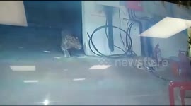 Heartrending moment mother dog fights off leopard but loses her babies