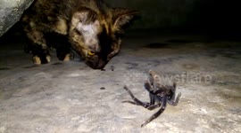 Menacing black spider retreats upside down when cornered by two cats