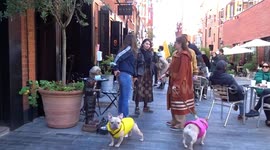 Locals with pets enjoy enchanting atmosphere of Pavilion Road in Chelsea - London