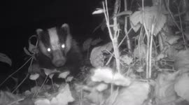 Trail Camera Records The Nightlife of the British Countryside