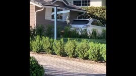 Bear spotted wandering through California neighbourhood