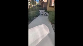 Dog dons cute spider costume for Halloween