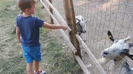 kid feeding a mule