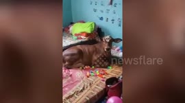 Baby cow thinks it's a pet dog and wanders into owner's bedroom to sleep in Indonesia