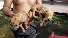 Heartwarming moment five puppies are rescued from sewer after rainstorm