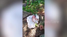 Heartbreaking moment newborn baby girl is found on the roadside in the Philippines