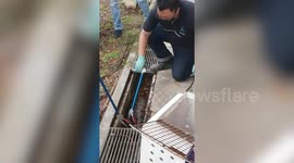Huge python caught in drain in Singapore
