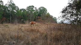 The Wild Indian Forest Elephant gives a show in the National Park in Thailand.