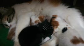 Sofi Kitten Old Childhood Times Breastfeeding