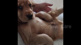 Adorable Puppy Chilling Comfortably In Luxembourg
