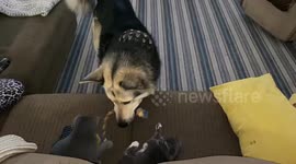 Big dog loves to tease kitten siblings with toy rope