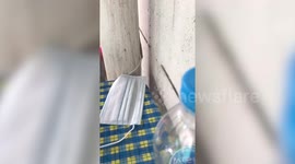 Lizard tries to steal face mask from woman's dining table