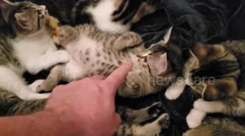 Kitten wants more belly rubs