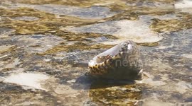 wildlife life action