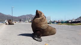 This fur seal soaking up some rays knows how to relax