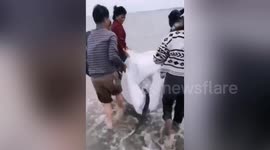 Local villagers and rescuers save stranded dolphin in southern China