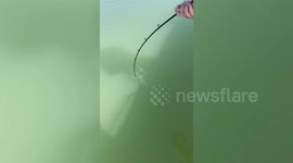 Fisherman reels in giant crocodile in Australia