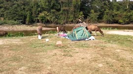 Destructive Deer at a campsite in Thailand. Khao Yai National Park.
