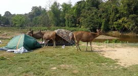 Destructive Deer at a campsite in Thailand. Khao Yai National Park.