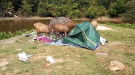 Destructive Deer at a campsite in Thailand. Khao Yai National Park.