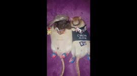Rats dressed as Trump and Biden 'read' magazines