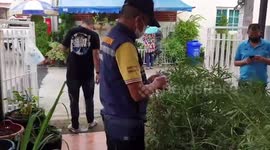 Argentinian man, 35, caught 'growing cannabis at home in Thailand'