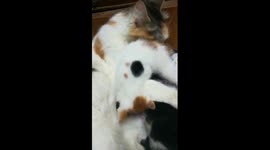 Sofi Kitten With Mummy Special Care