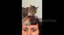 Petunia, the cat in New York loves to bug her owner by tasting her hair and eating her fries