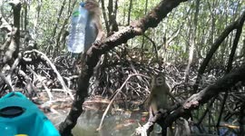 Monkey steals water bottle from tourist in Thailand
