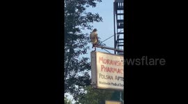 Mean NYC streets: Vainglorious menacing hawk lords over fallen pigeon victim