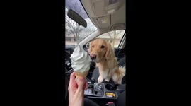 Ice Cream Loving Golden Retriever