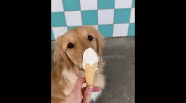 Golden Retriever Eats Doggy Cone