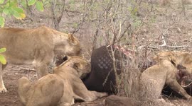 Lioness defends Buffalo kill, then shares it with her pride of sisters and cubs
