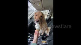 Golden Retriever goes crazy for ice cream