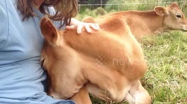 This adorable Jersey cow absolutely loves head scratches