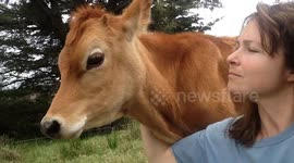 Young Jersey cow nuzzles, kisses, and eats the hair of his human friend