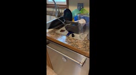 Peach the lovebird does not approve of how I washed The dishes